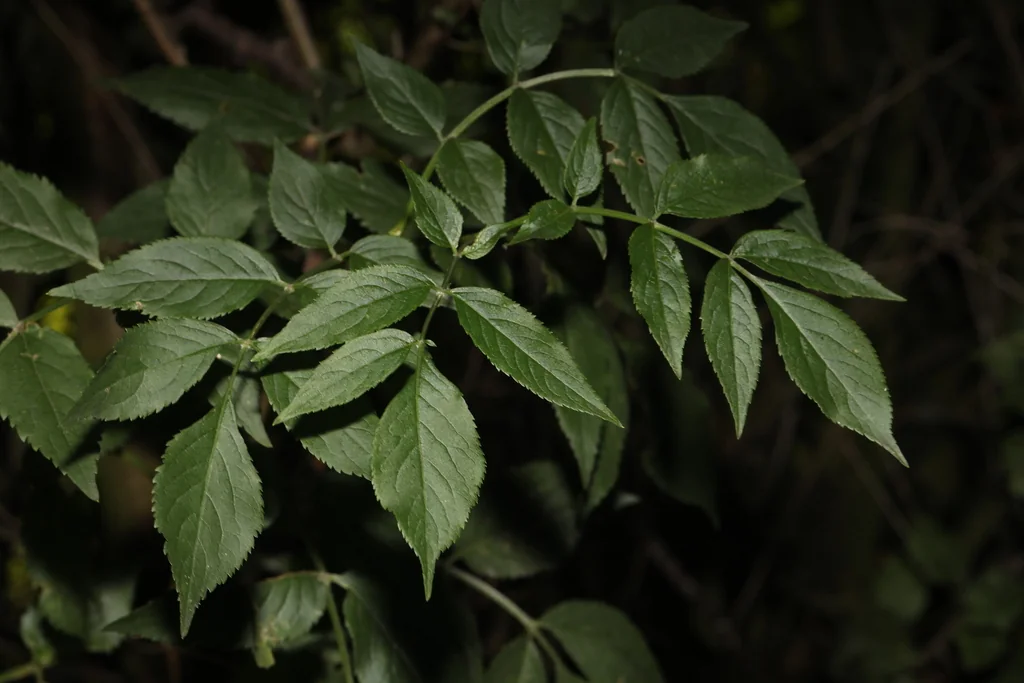 Sambucus nigra