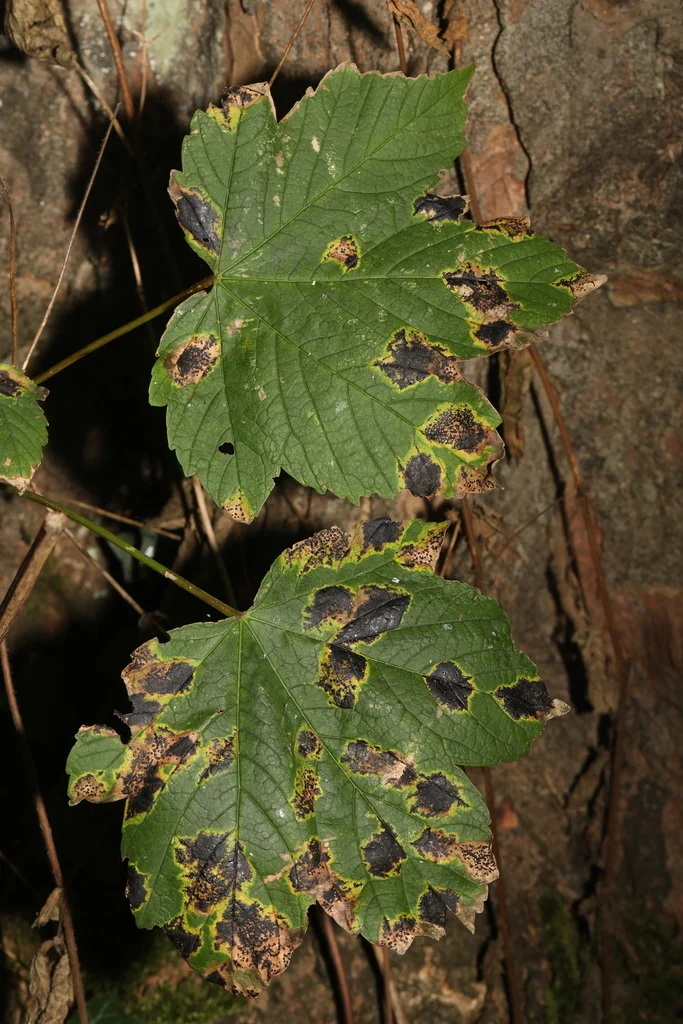 Acer Pseudoplatanus