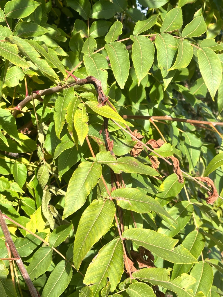Rhus Typhina