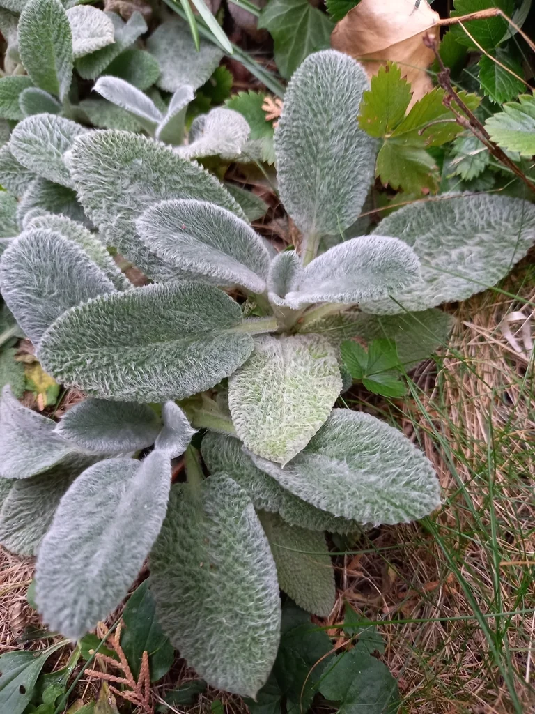 Stachys Byzantina