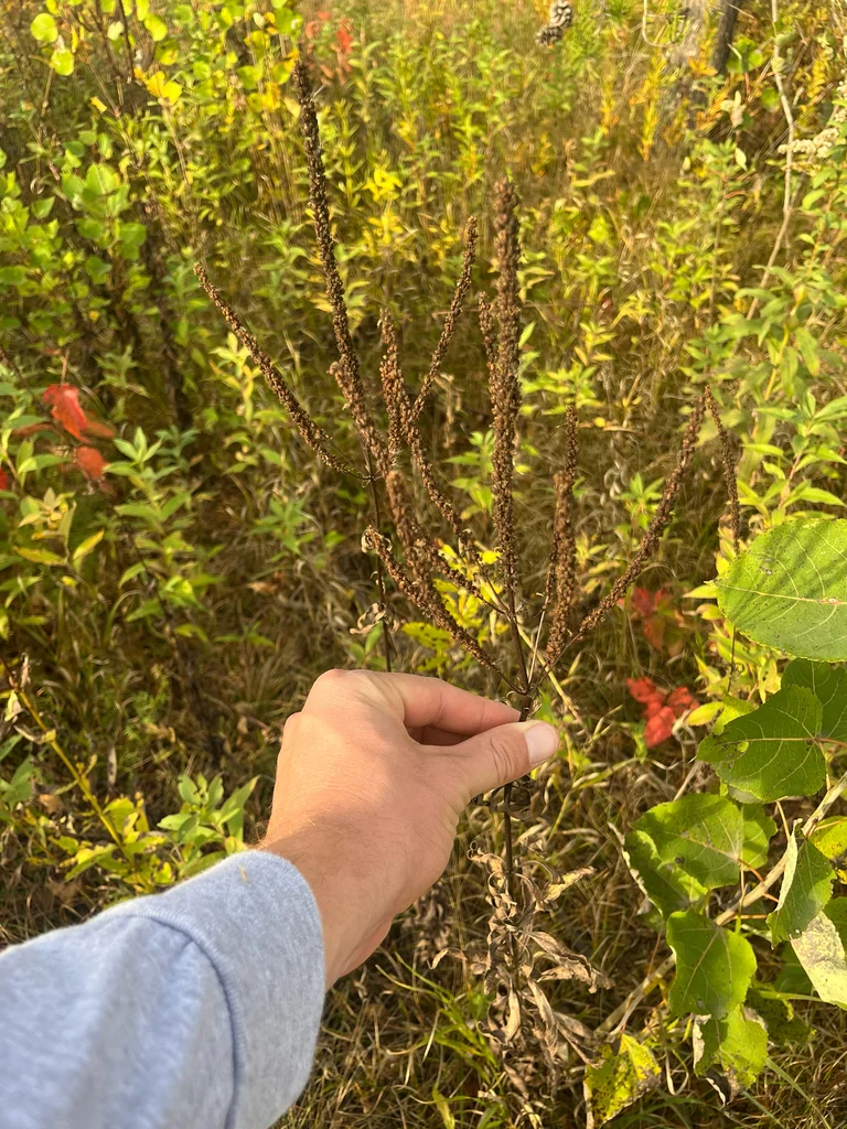 Veronicastrum Virginicum
