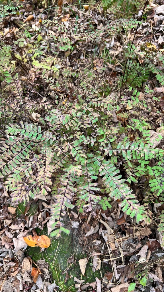 Adiantum Pedatum