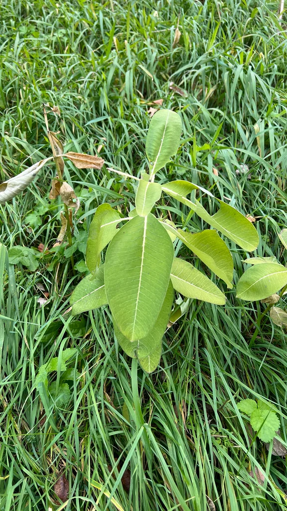 Asclepias Syriaca