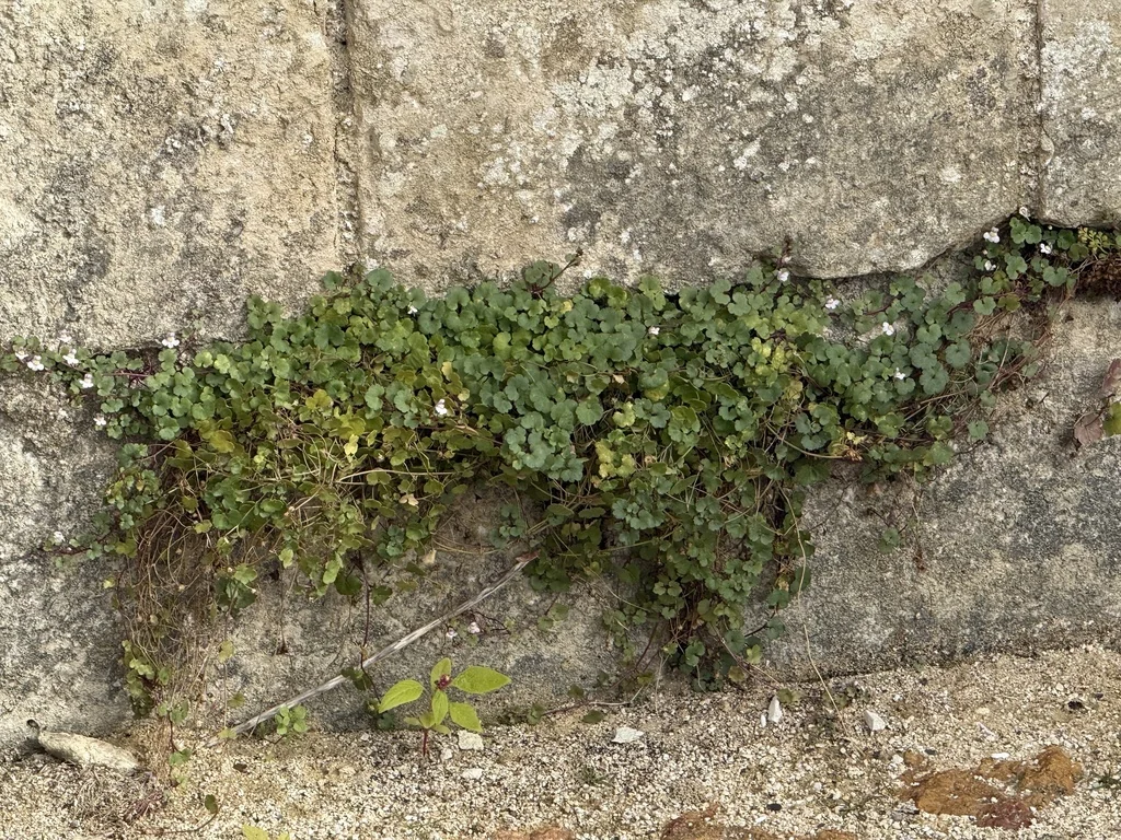 Cymbalaria Muralis