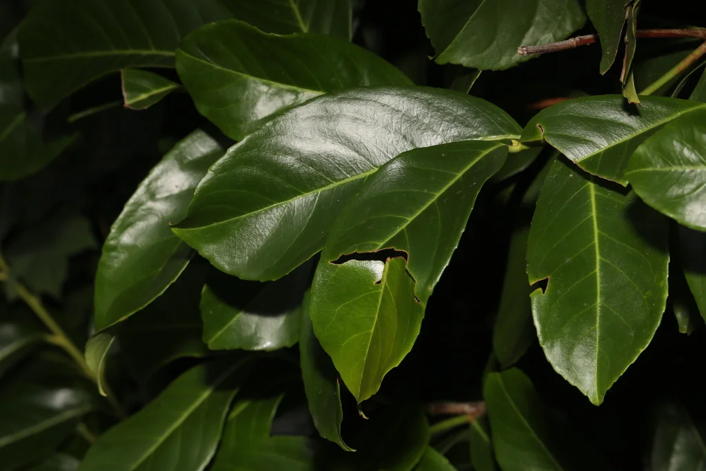 Prunus Laurocerasus