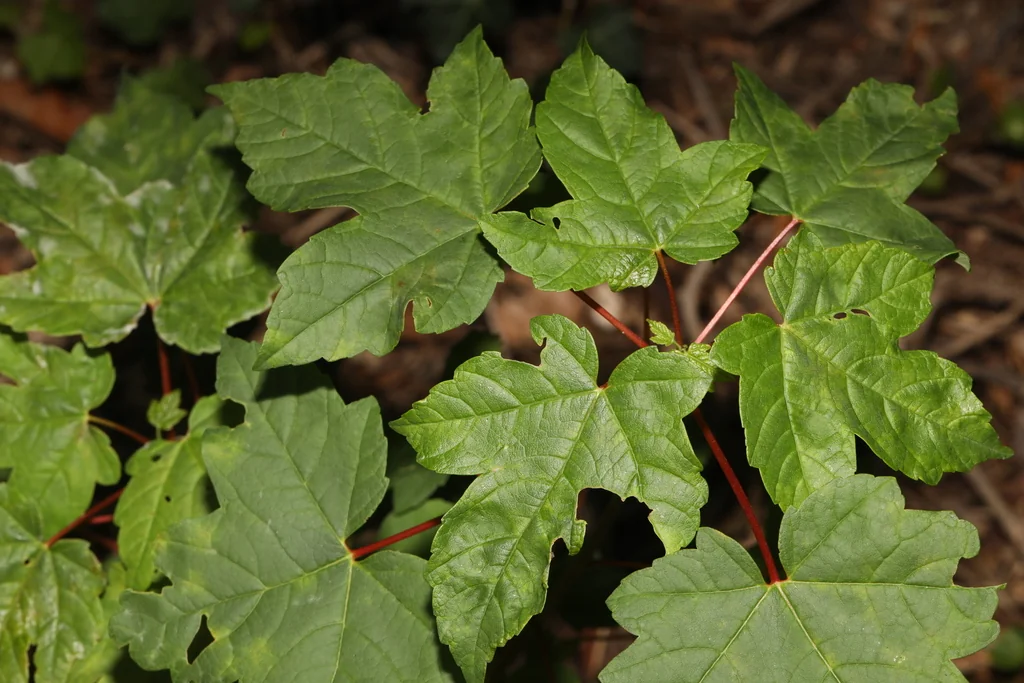 Acer Pseudoplatanus