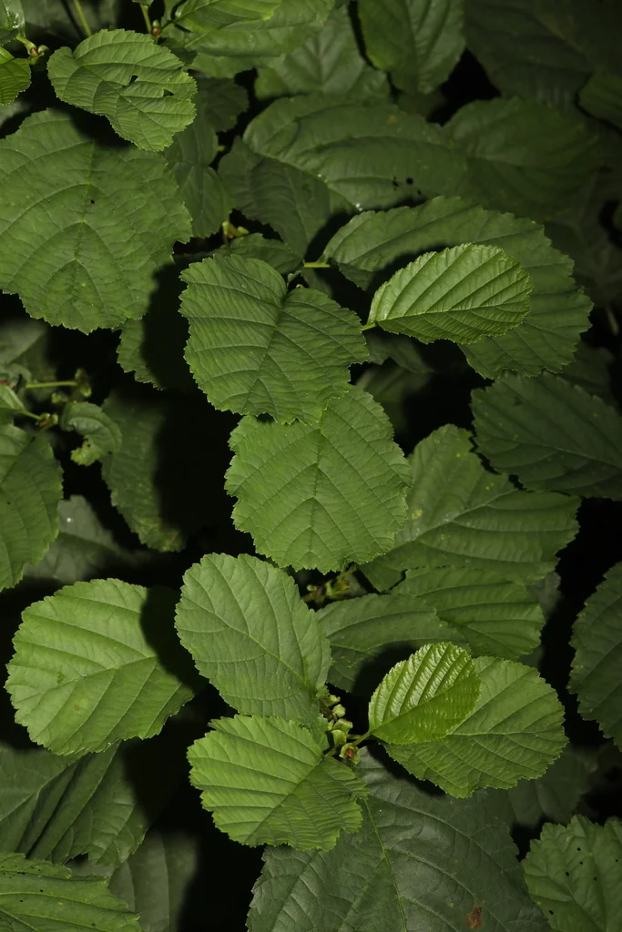 Alnus Glutinosa