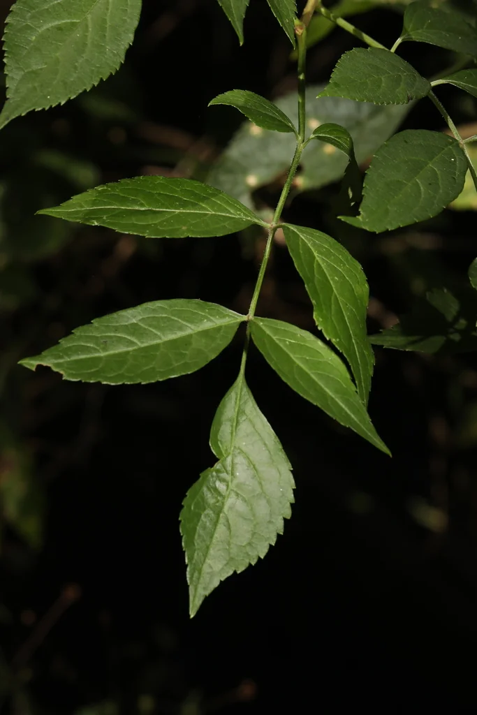 Sambucus nigra