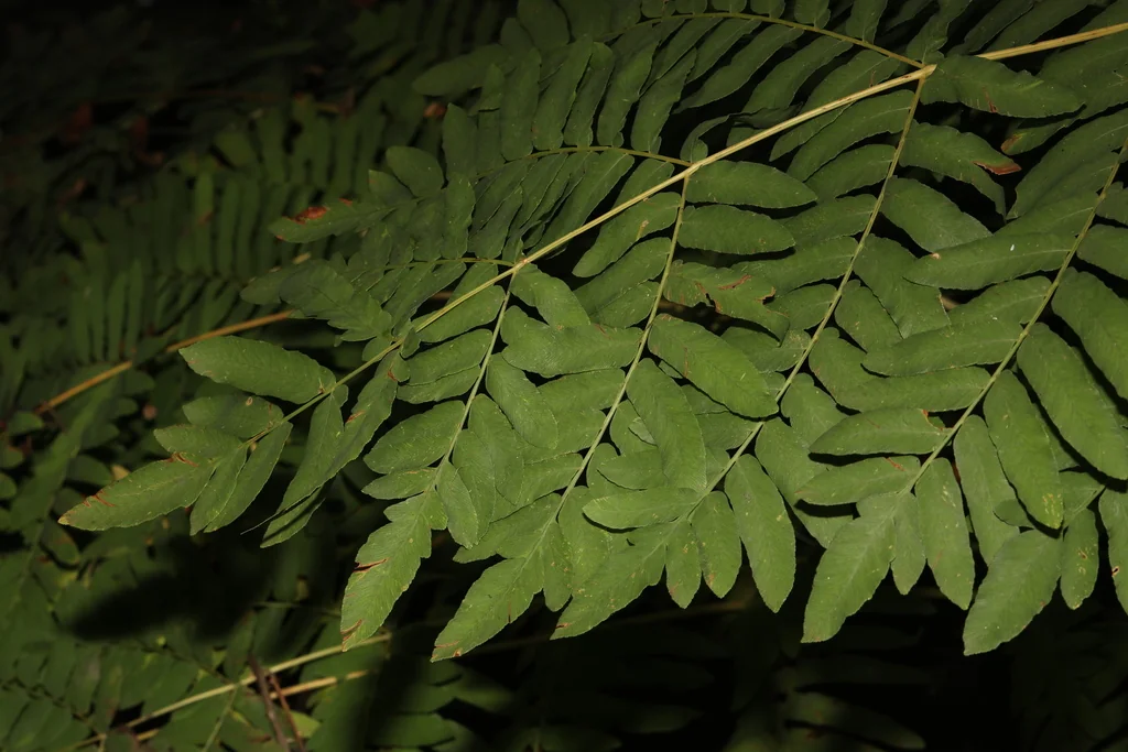 Osmunda Regalis