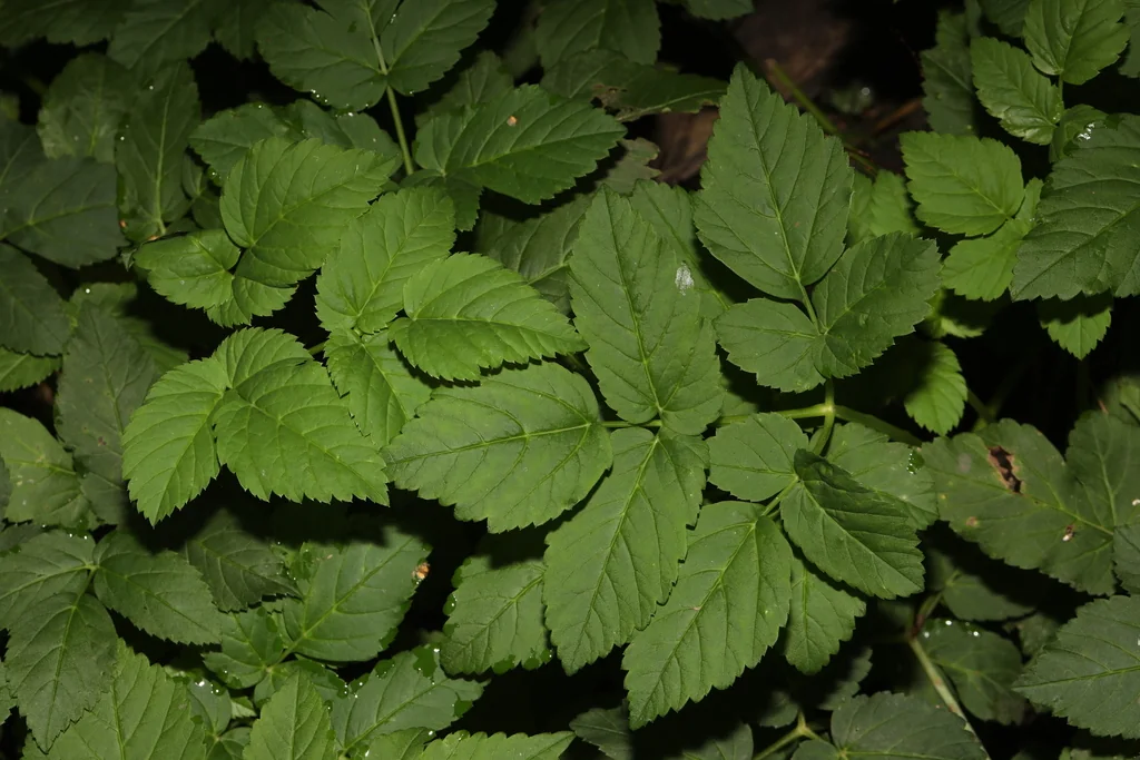 Aegopodium Podagraria