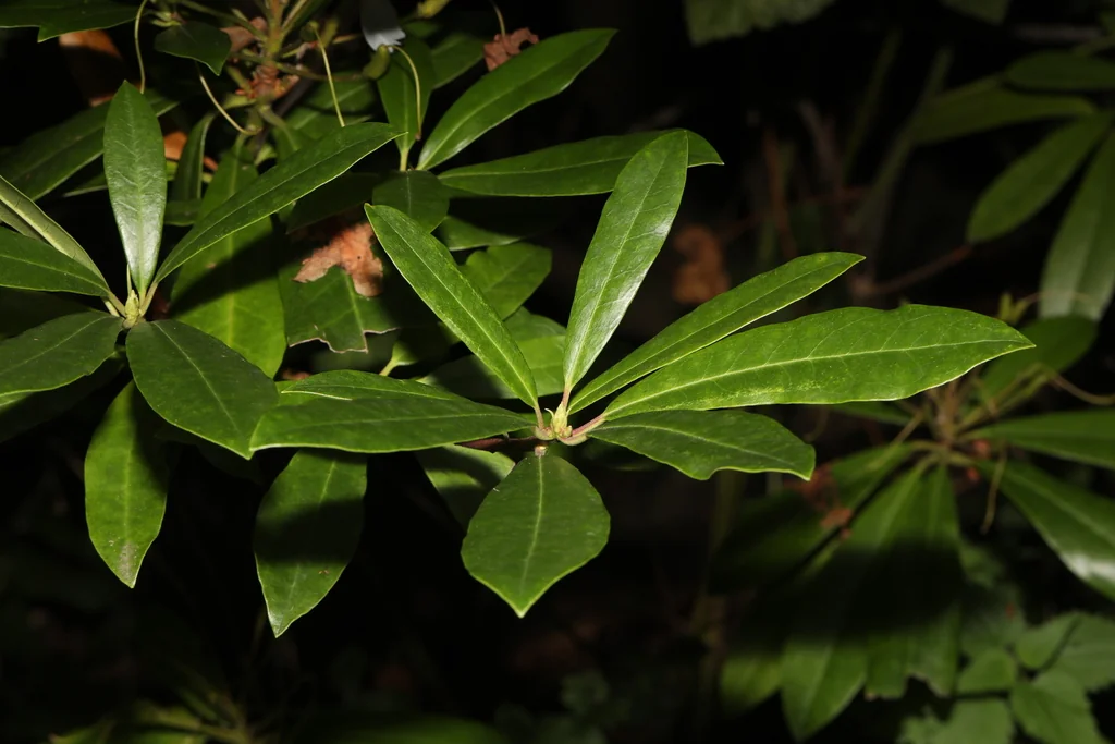 Rhododendron Ponticum