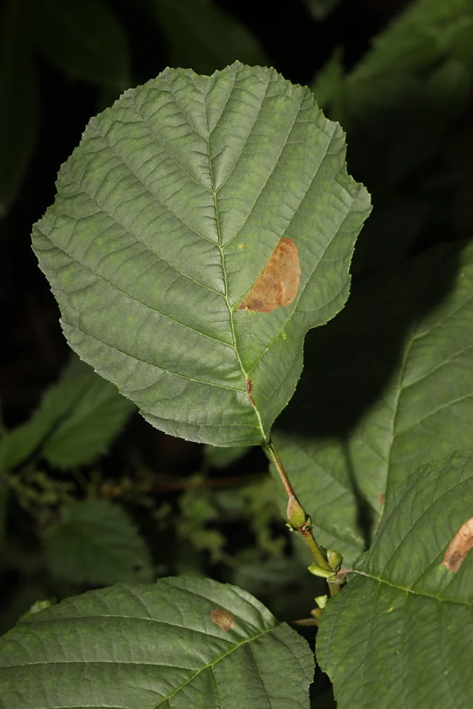 Alnus Glutinosa