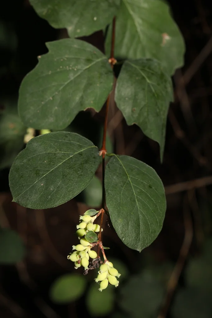 Symphoricarpos Albus