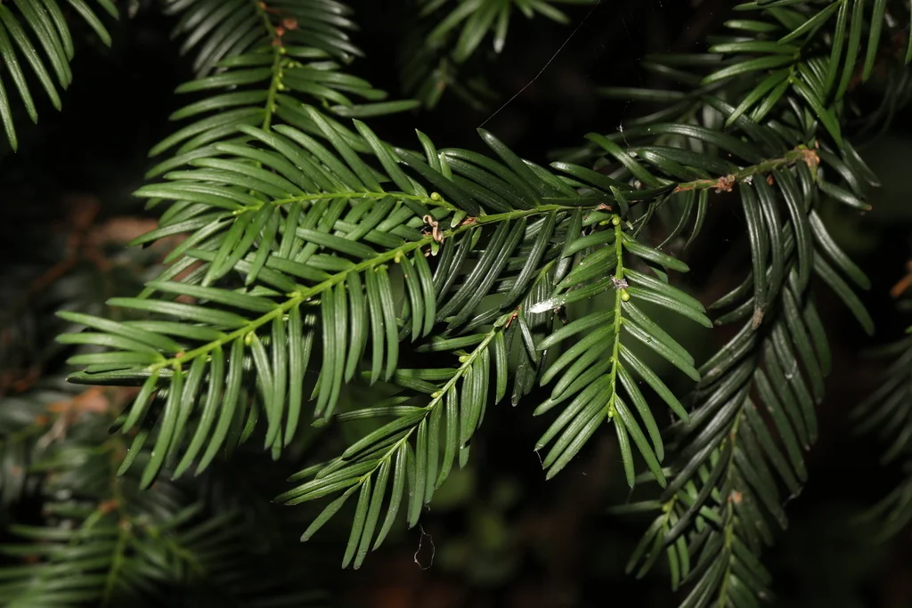 Taxus Baccata