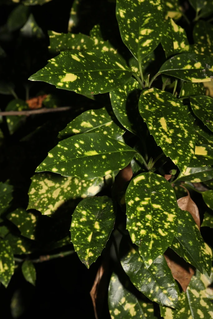 Aucuba Japonica