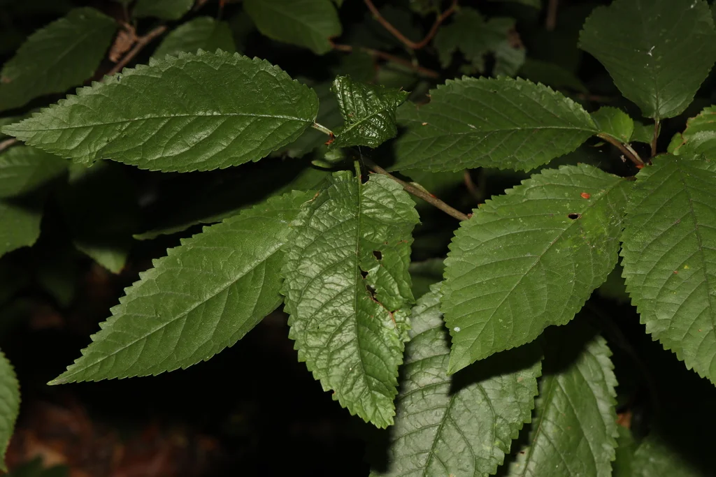 Prunus Avium