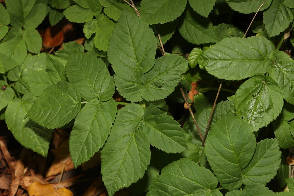 Aegopodium Podagraria