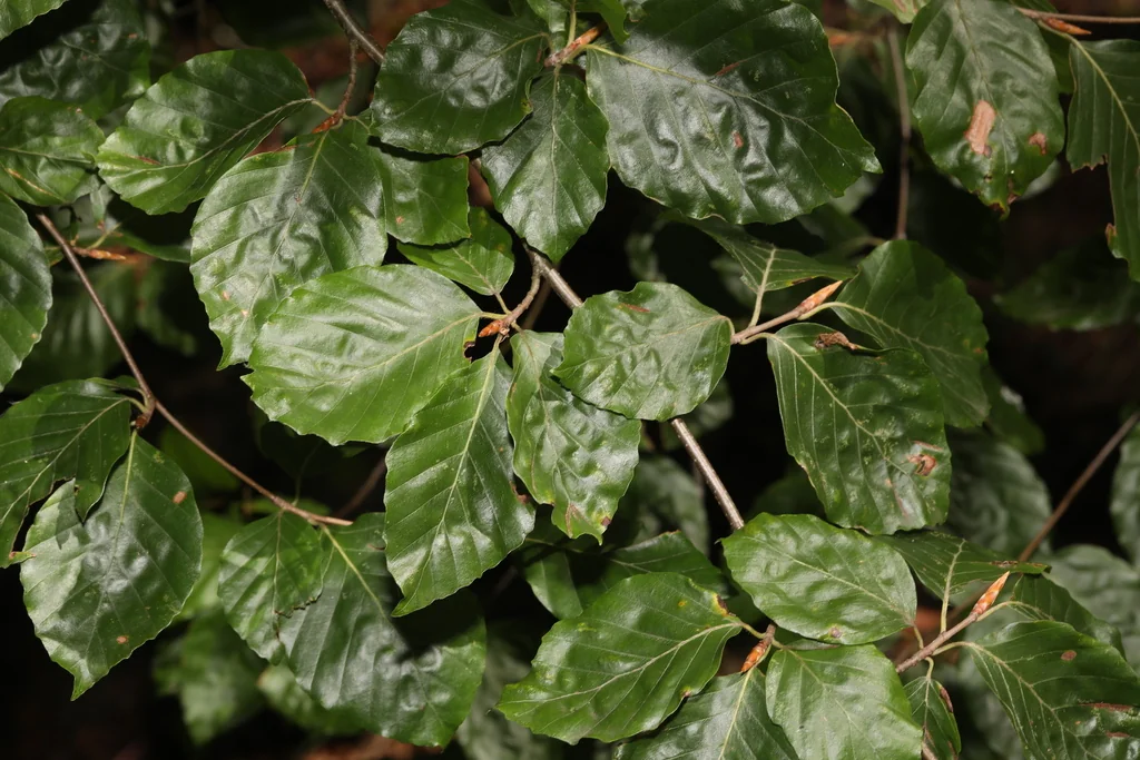 Fagus Sylvatica