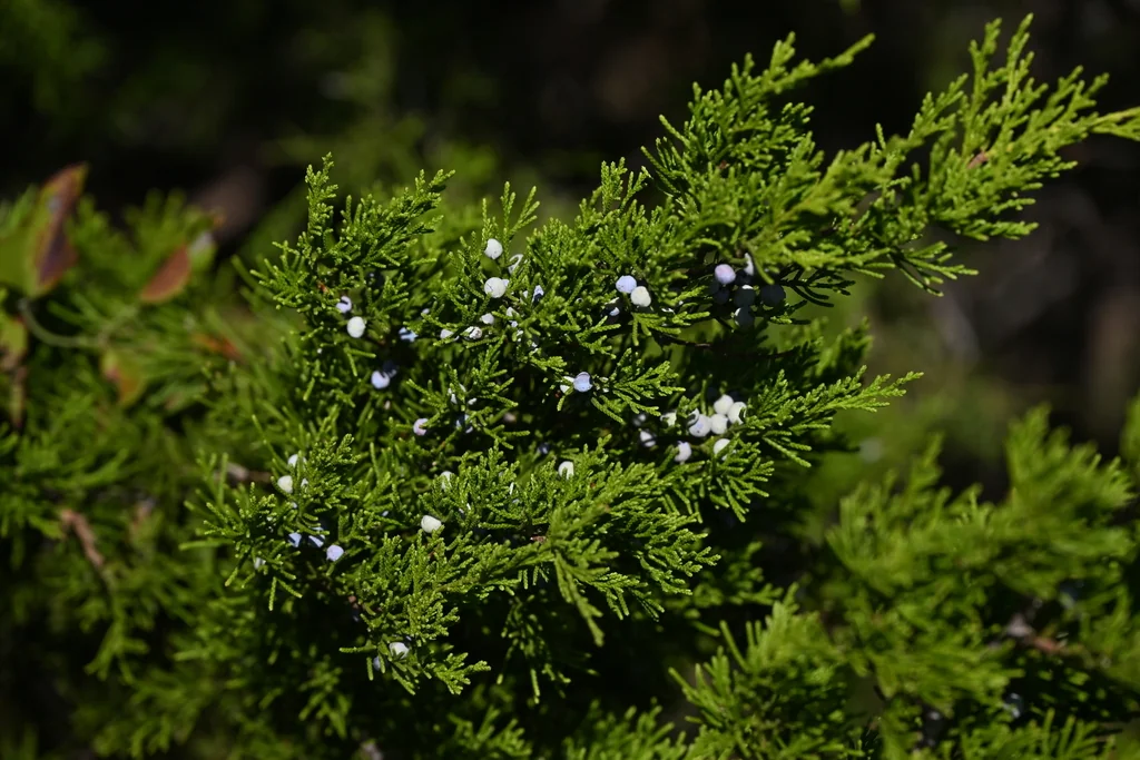 Juniperus Virginiana