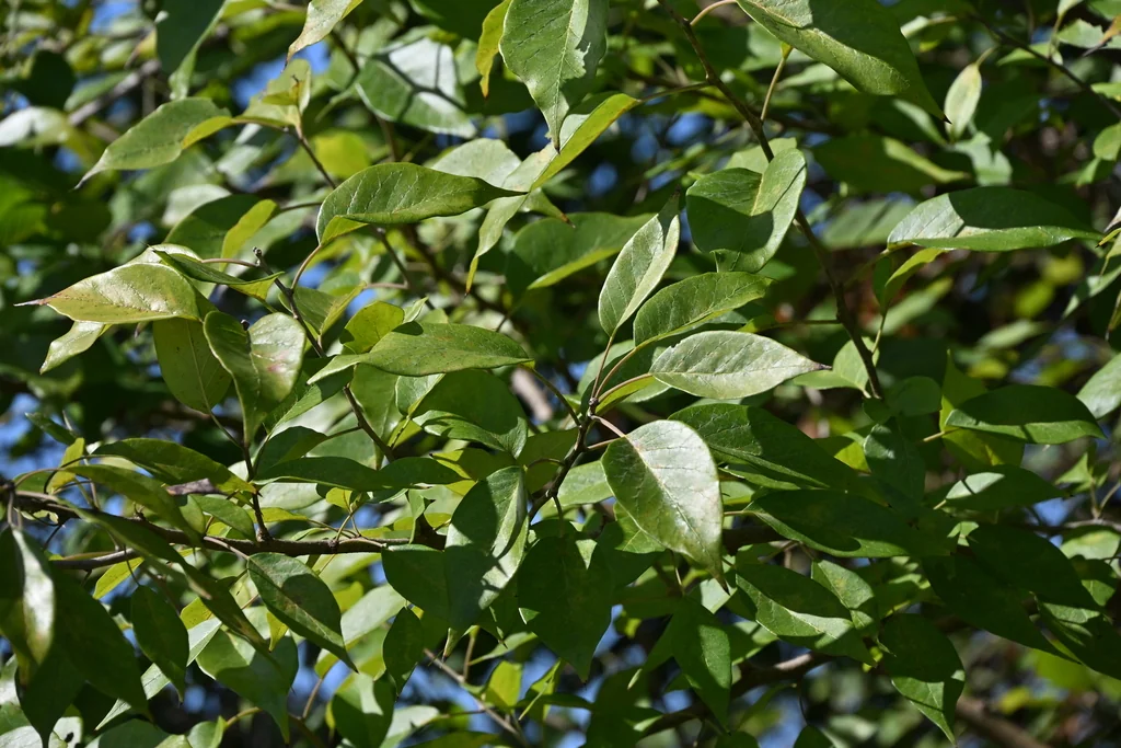 Maclura Pomifera