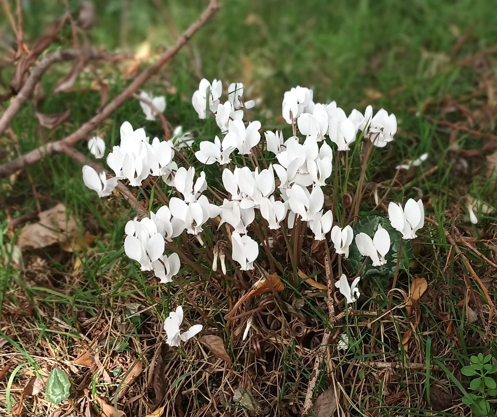 Cyclamen Hederifolium