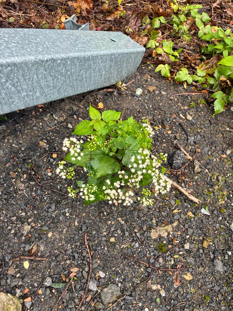 Ageratina Altissima