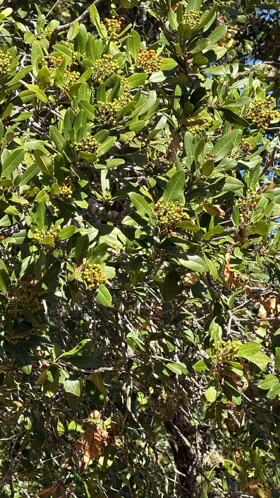 Heteromeles Arbutifolia