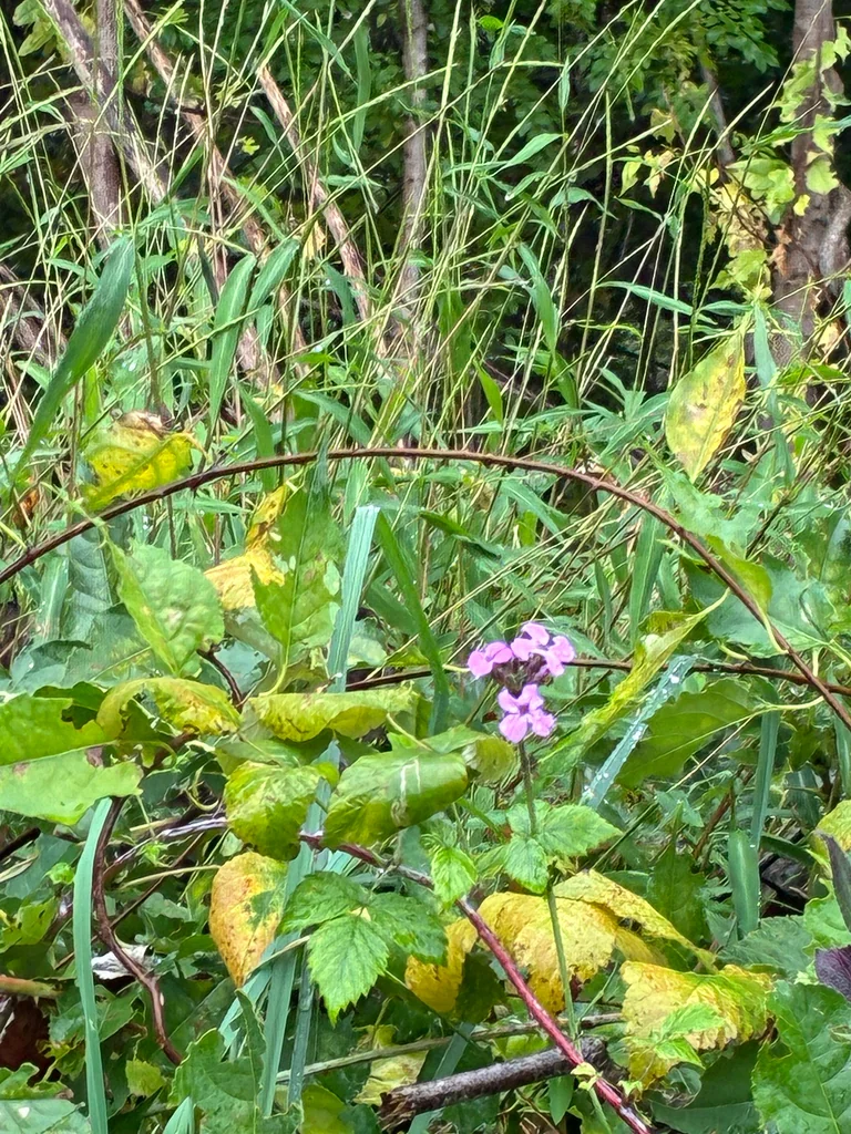 Phlox paniculata