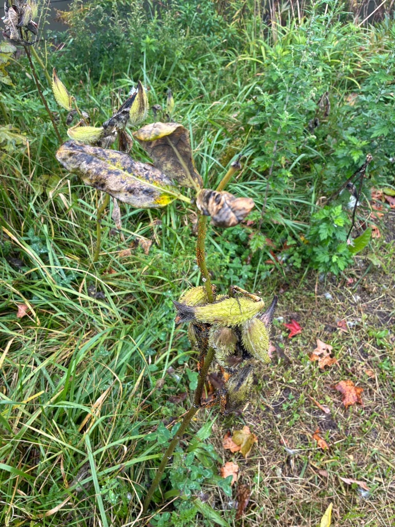 Asclepias Syriaca