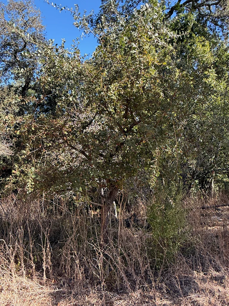 Quercus Lobata