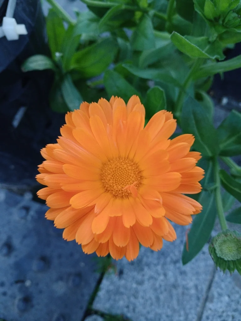Calendula Officinalis
