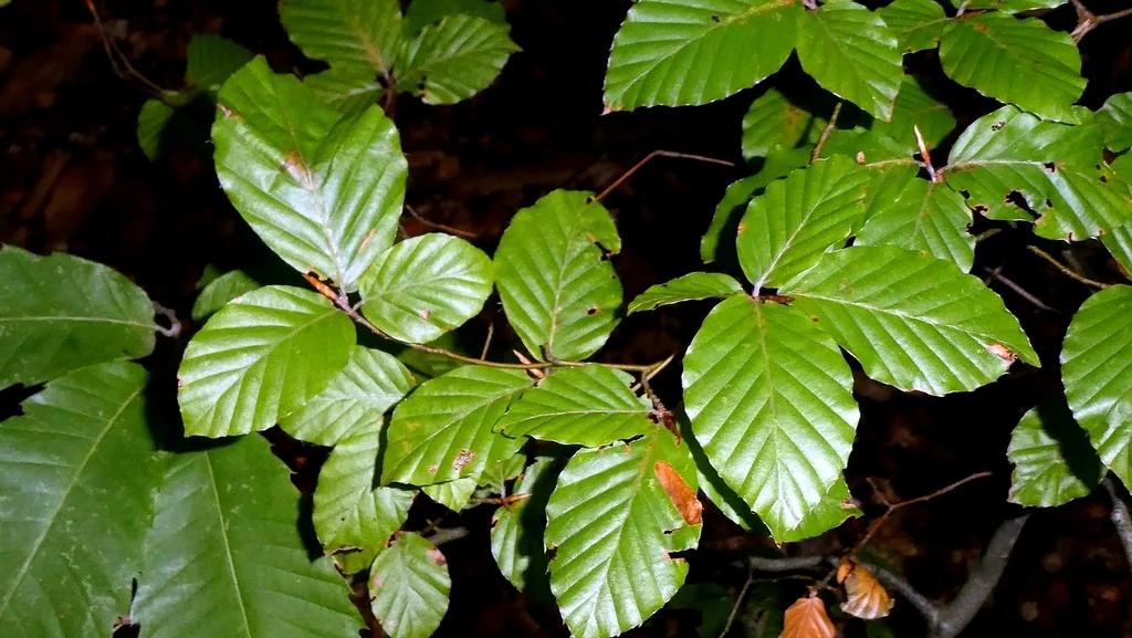 Fagus Sylvatica