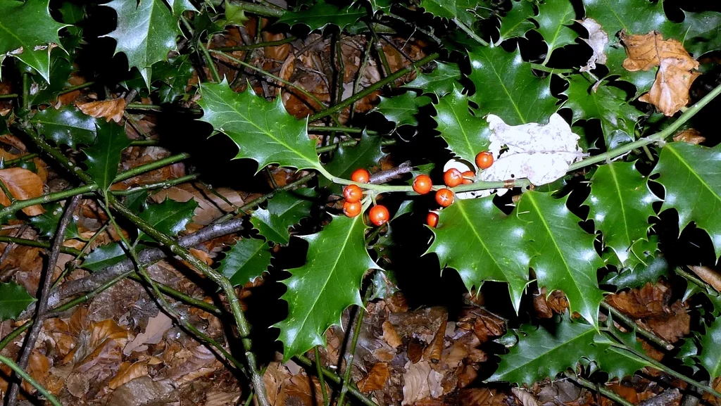 Ilex Aquifolium