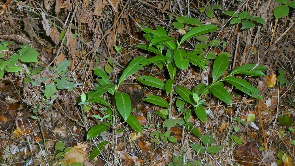 Prunus Laurocerasus