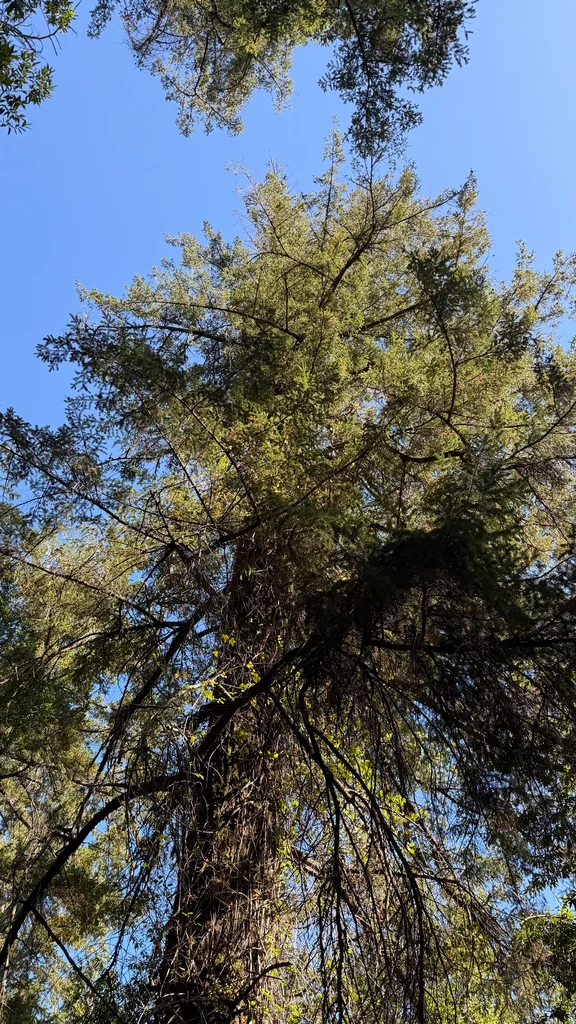 Pseudotsuga Menziesii