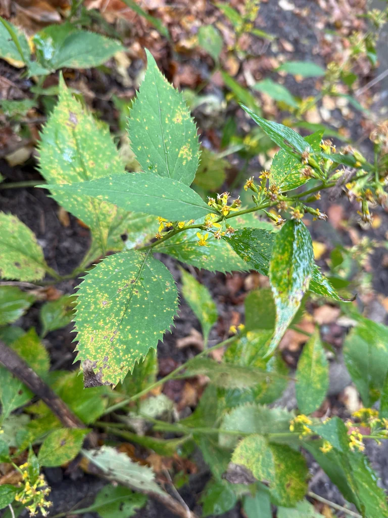 Solidago Flexicaulis