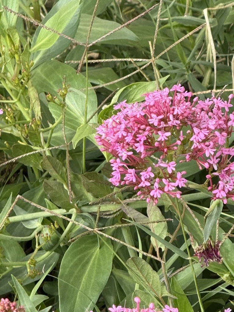 Centranthus Ruber