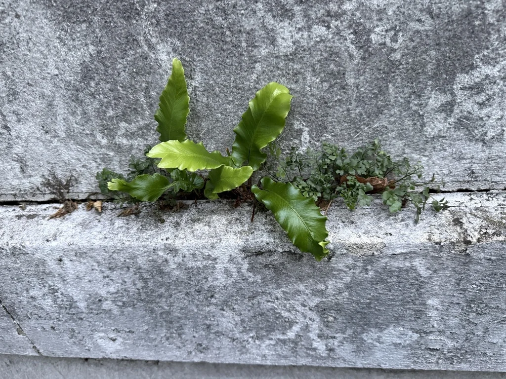 Asplenium Scolopendrium