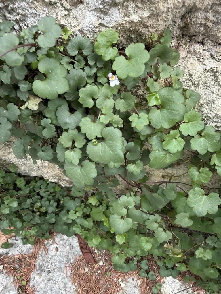 Cymbalaria Muralis