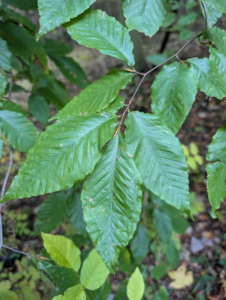 Fagus grandifolia