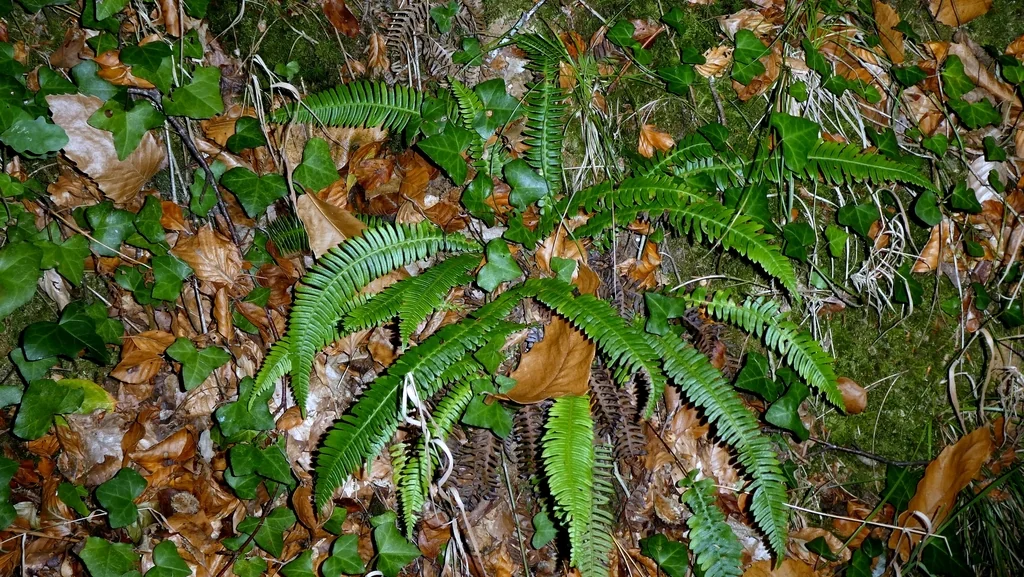 Blechnum Spicant