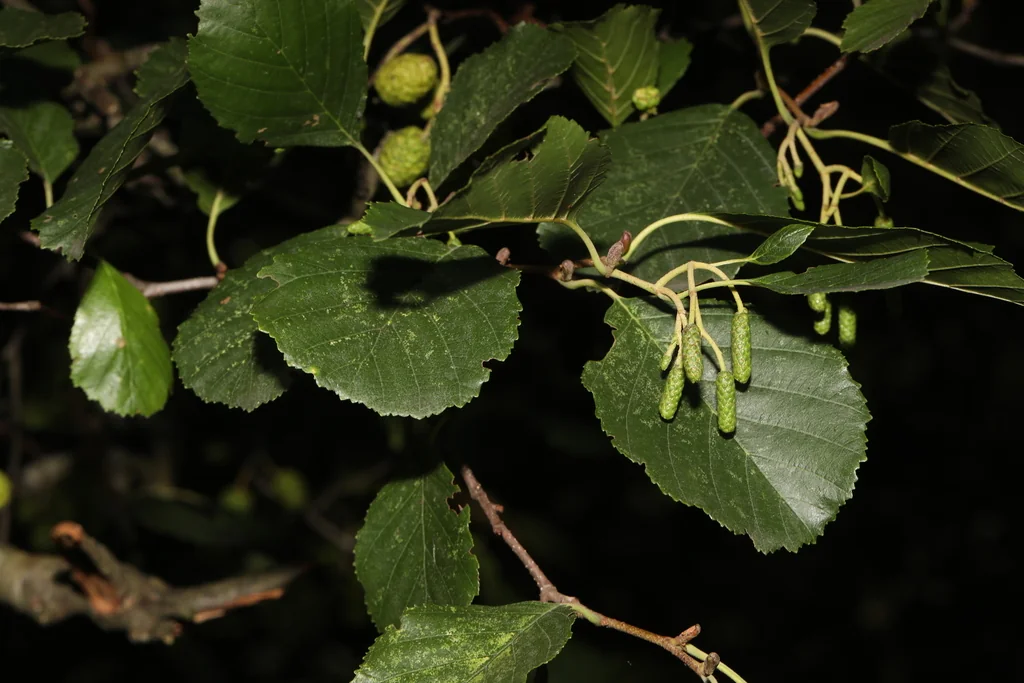 Alnus Glutinosa
