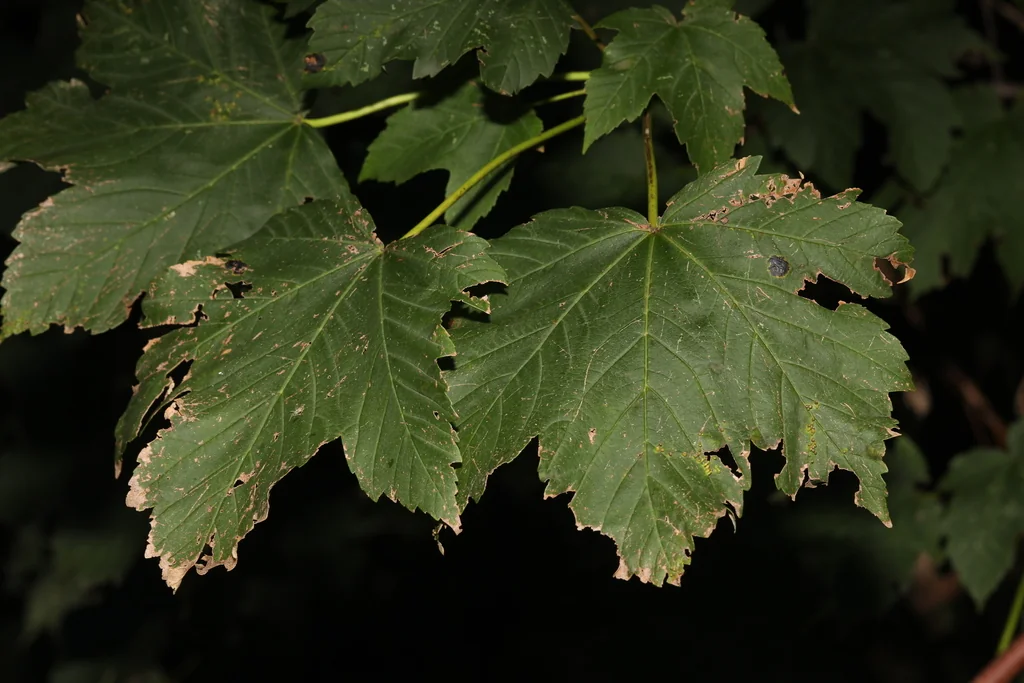 Acer Pseudoplatanus
