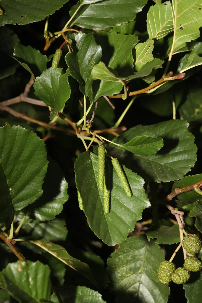 Alnus Glutinosa