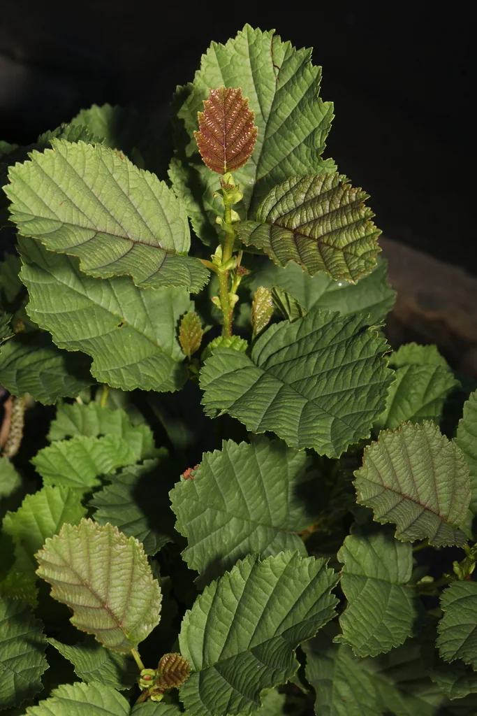 Alnus Glutinosa