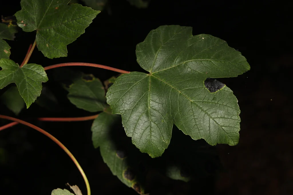 Acer Pseudoplatanus