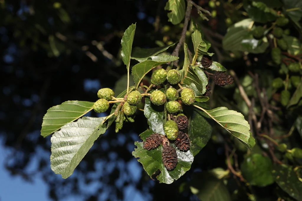 Alnus Glutinosa