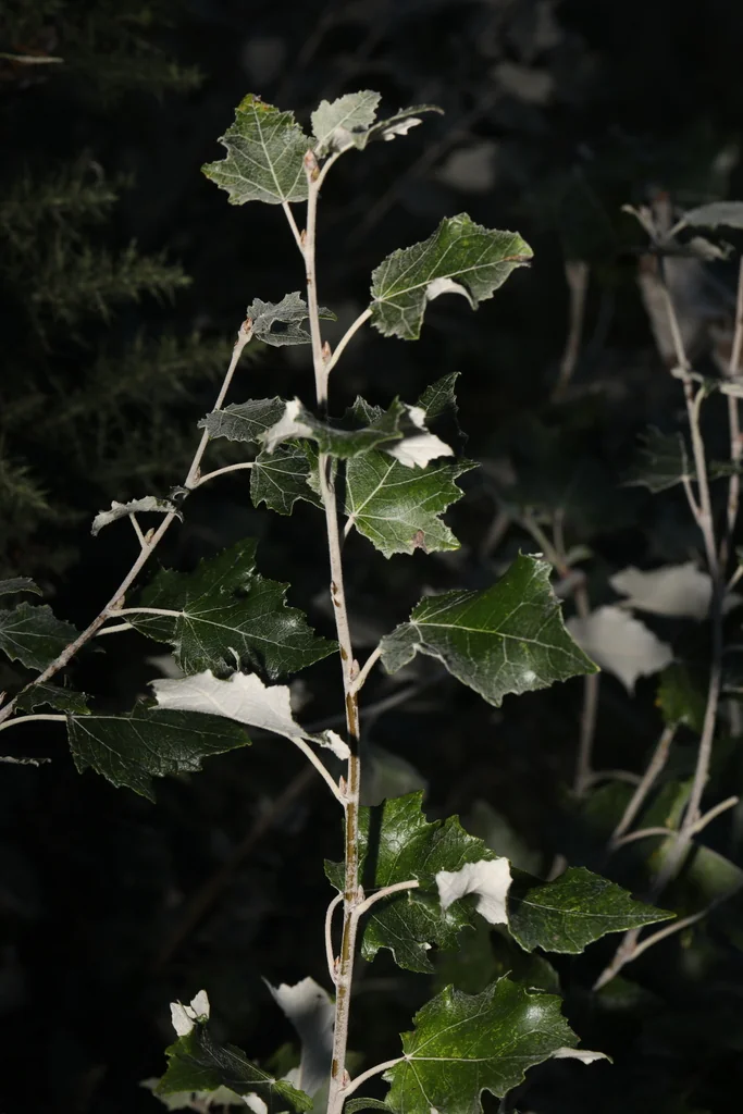 Populus Alba