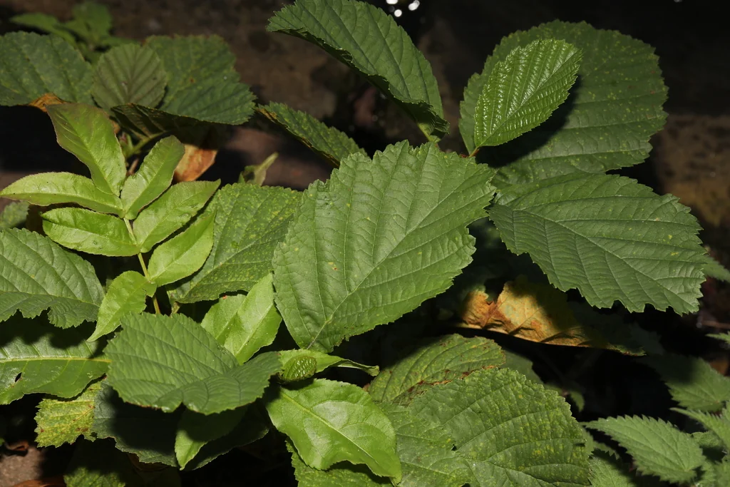 Alnus Glutinosa