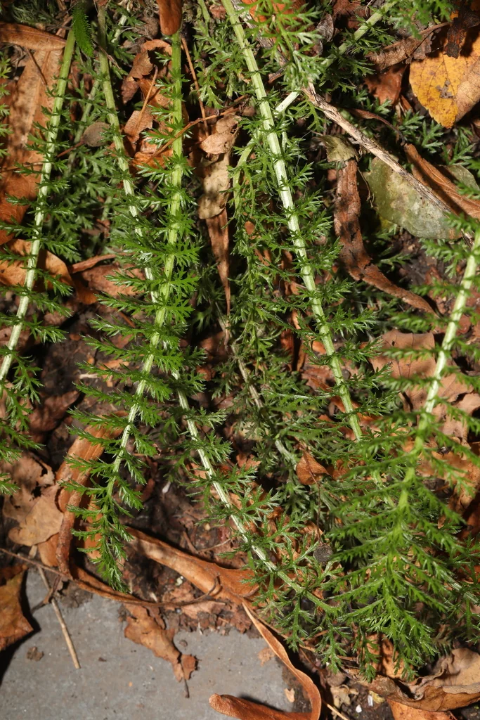 Achillea Millefolium